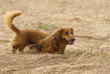 Dachshund