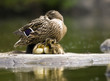 Ente mit Küken