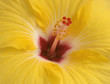 Yellow hibiscus close-up