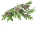 Pino e Pigne 01 05 10