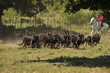 Ferrade en Camargue