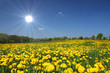 Sun is shining