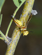 Wasp Waiting