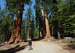 Sequoia