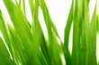 green grass macro