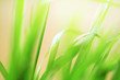 green grass macro