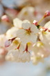 Japanese say SAKURA