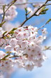 Japanese say SAKURA