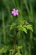 Herbe à Robert, geranium,robertianum,geraniaceae