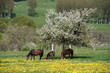 Photographie : Paysage campagne 13