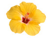 Yellow hibiscus isolated on white