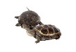 two turtle