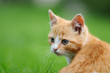 Rotes Katzenkind