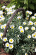 Margeriten im heimischen Garten