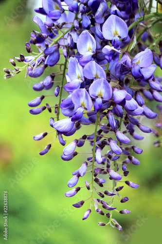 Foto: Blauregen Blauregen