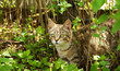 Cat in the bushes