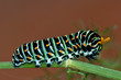 CATERPILLAR