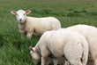 Mouton d'ouessant