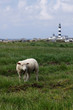 Mouton d'ouessant Mouton d'ouessant