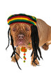 Rasta Doggy