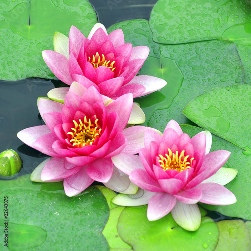 Photo: Pink water lilies Pink water lilies