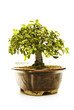Bonsai