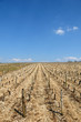 Vignes au printemps (coteaux de Loire)
