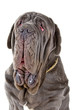 head of a Mastino Napoletano, Mastino, Neapolitan Bulldog , neo