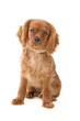 cavalier king charles puppy (cav, cavalier, cavie)