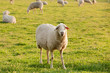 White ewe