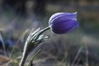 Blue Crocus
