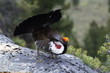 Blue Grouse 01