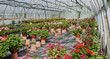 serre jardinerie