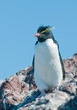 rockhopper penguin rockhopper penguin