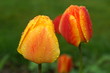Tulpen