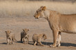 Lioness with three cubs