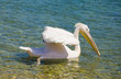 Pelican floating on the waves of the sea