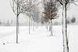 paesaggio invernale