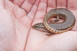 Foto: Ocellated Skink Ocellated Skink
