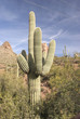 Saguaro Cactus