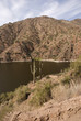 Saguaro cactus on the Apache Trail, Arizona