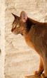Abyssinian cat