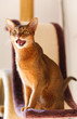 Abyssinian cat