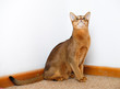 Abyssinian cat