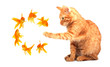 Cat playing with goldfishes