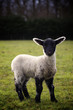 Lamb in Field