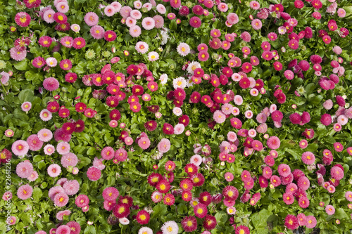 Colorful+daisies+background