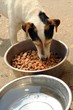 Image : chien qui mange