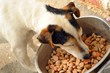 Images : chien qui mange