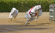 Hunderennen